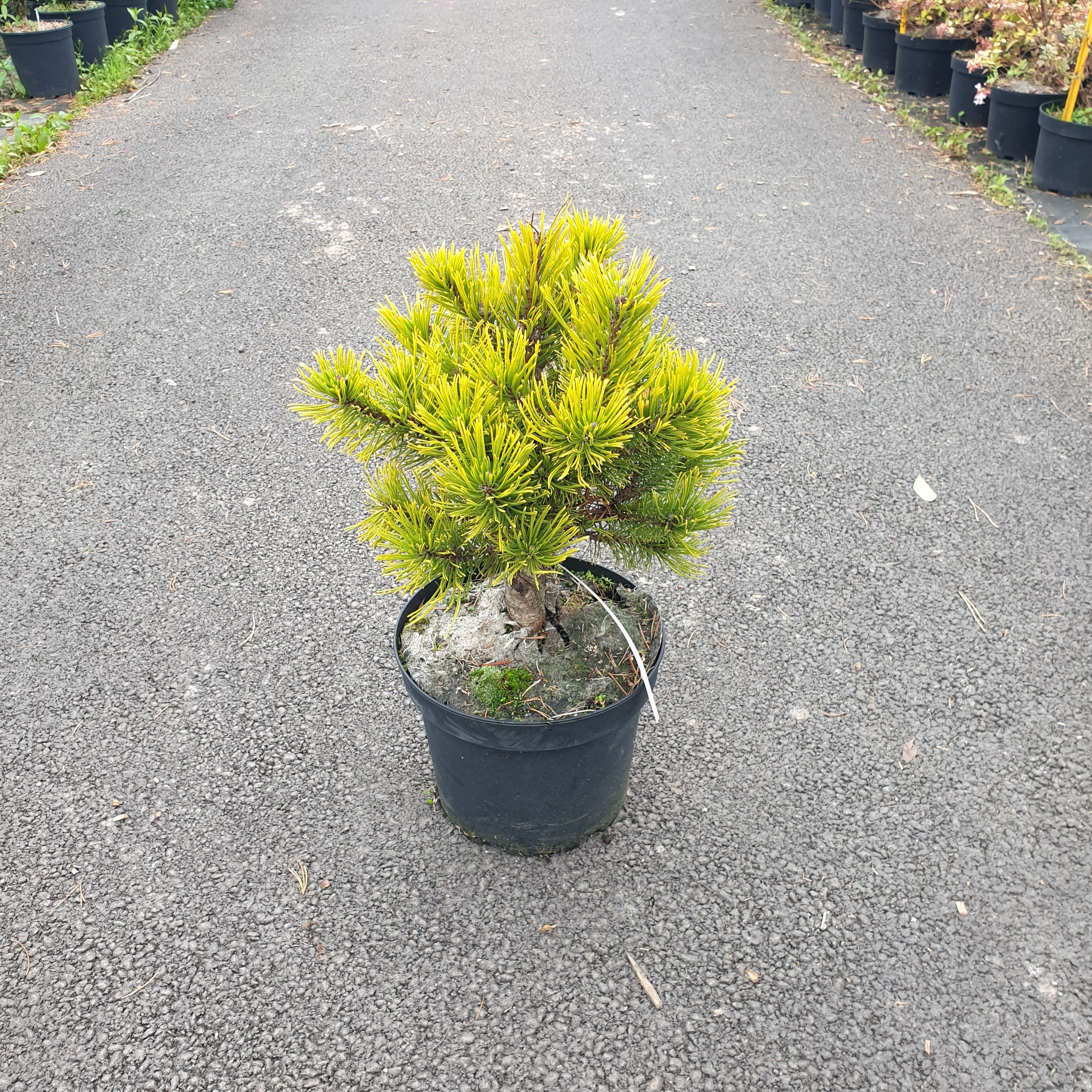Pinus mugo winter gold - Volume 3L