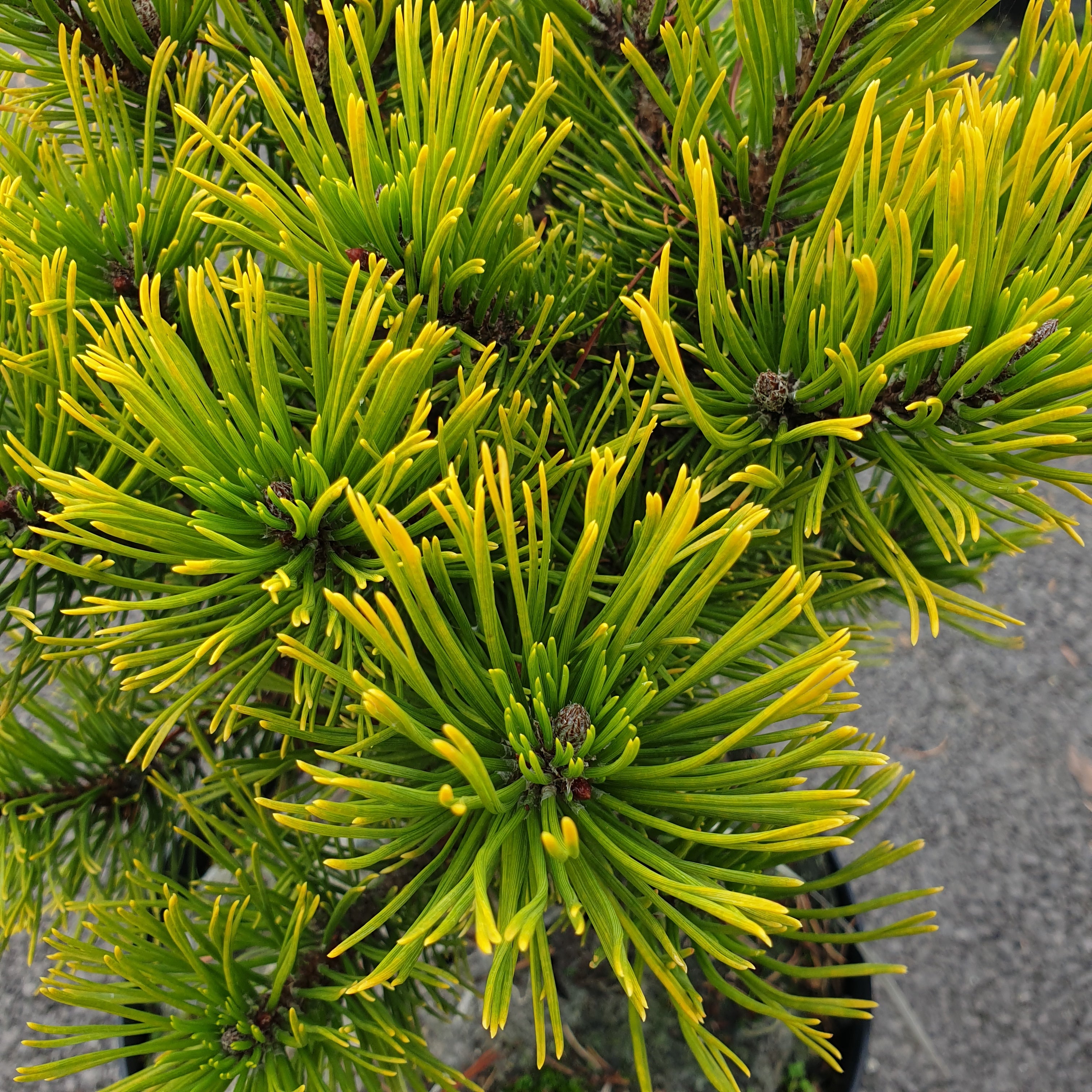 Pinus mugo winter gold - Volume 3L