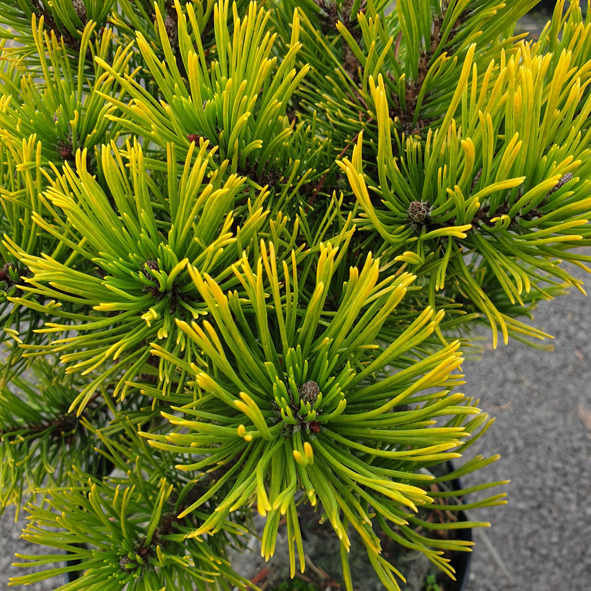 Pinus mugo winter gold