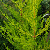 Cupressus macrocarpa " Gold Crest "