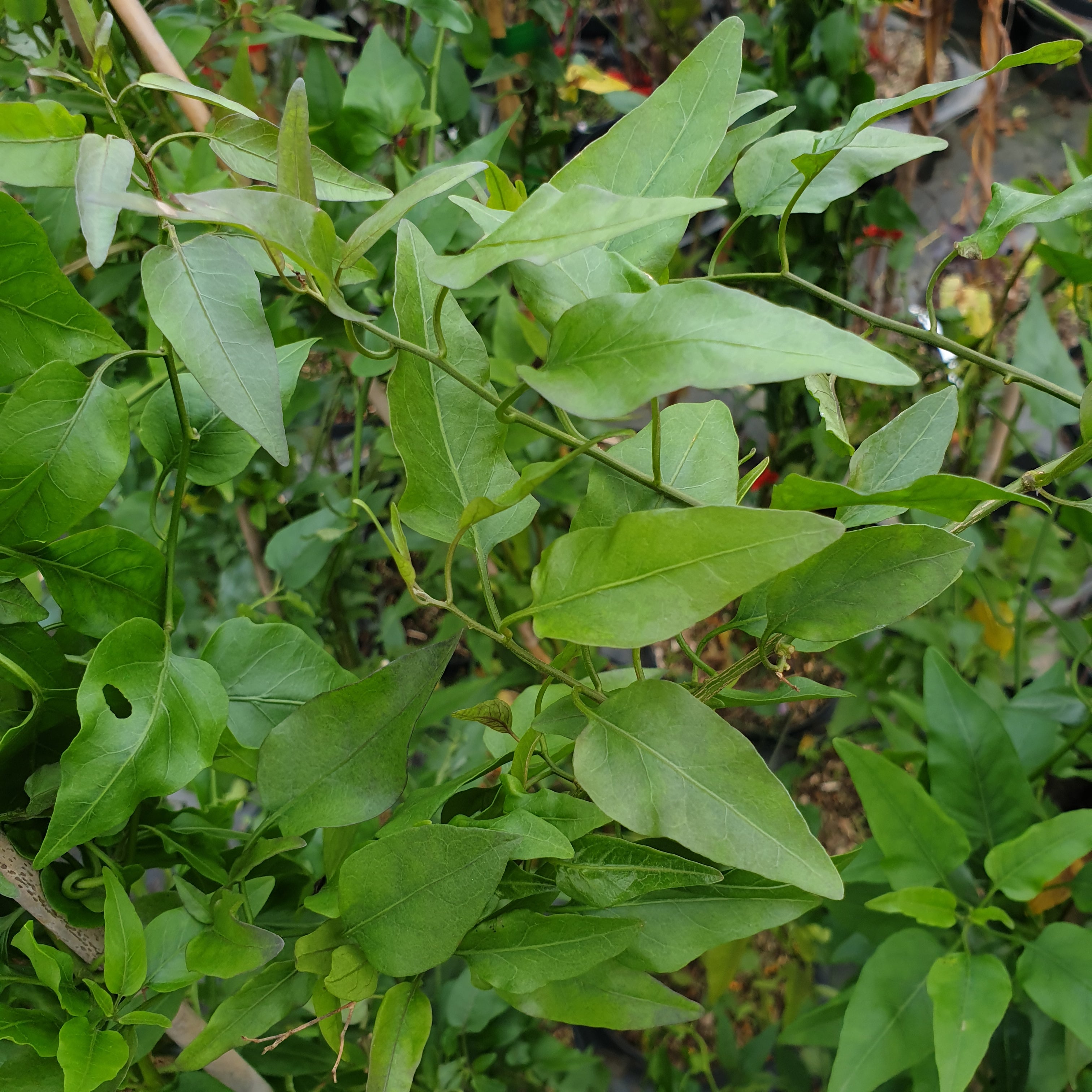 Solanum jasminoides bleu - Volume 3L / 40-60cm