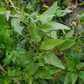 Solanum jasminoides bleu