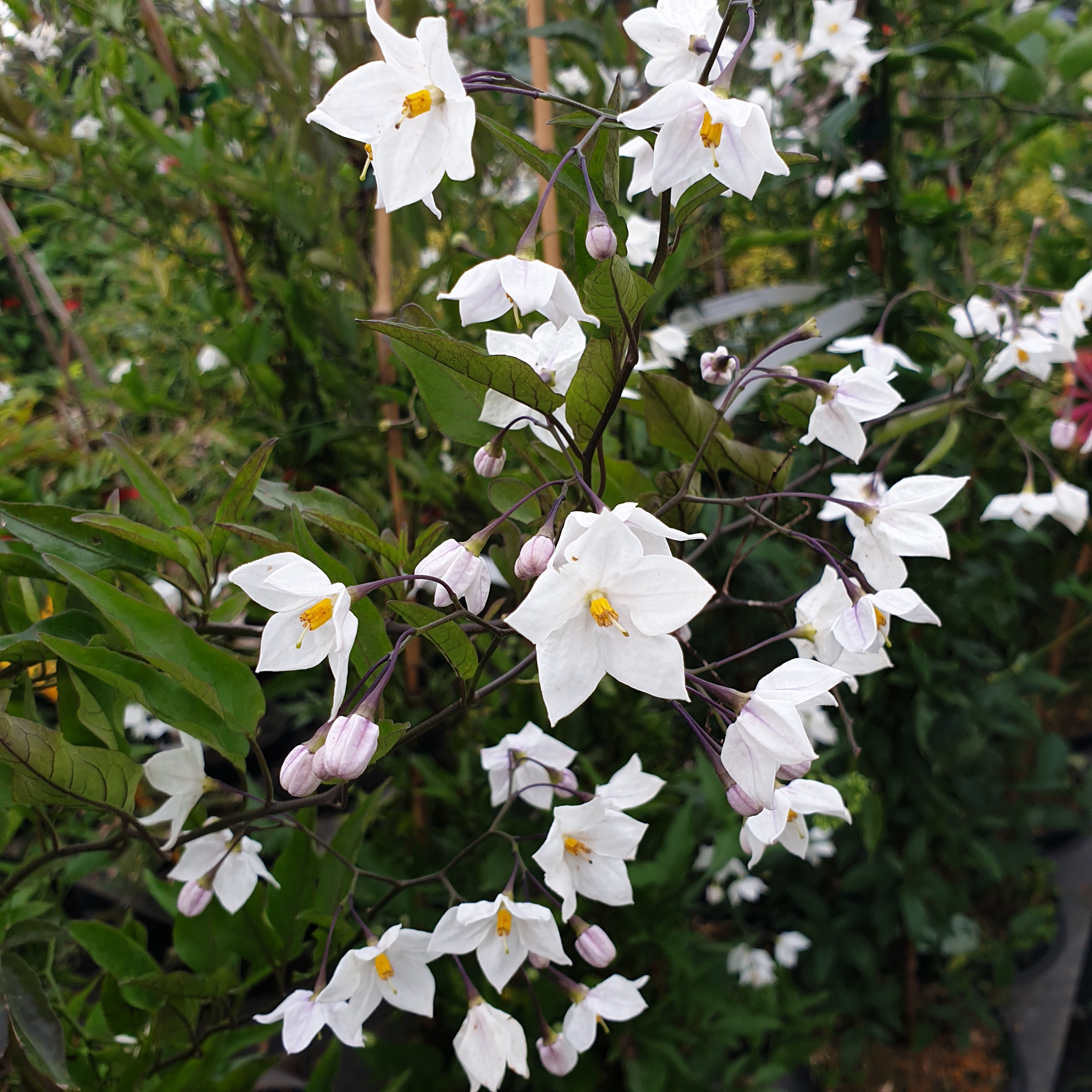 Solanum jasminoides blanc - Volume 3L / 40-60cm