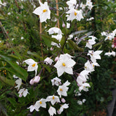 Solanum jasminoides blanc