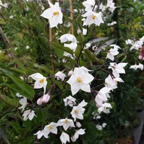 Solanum jasminoides blanc