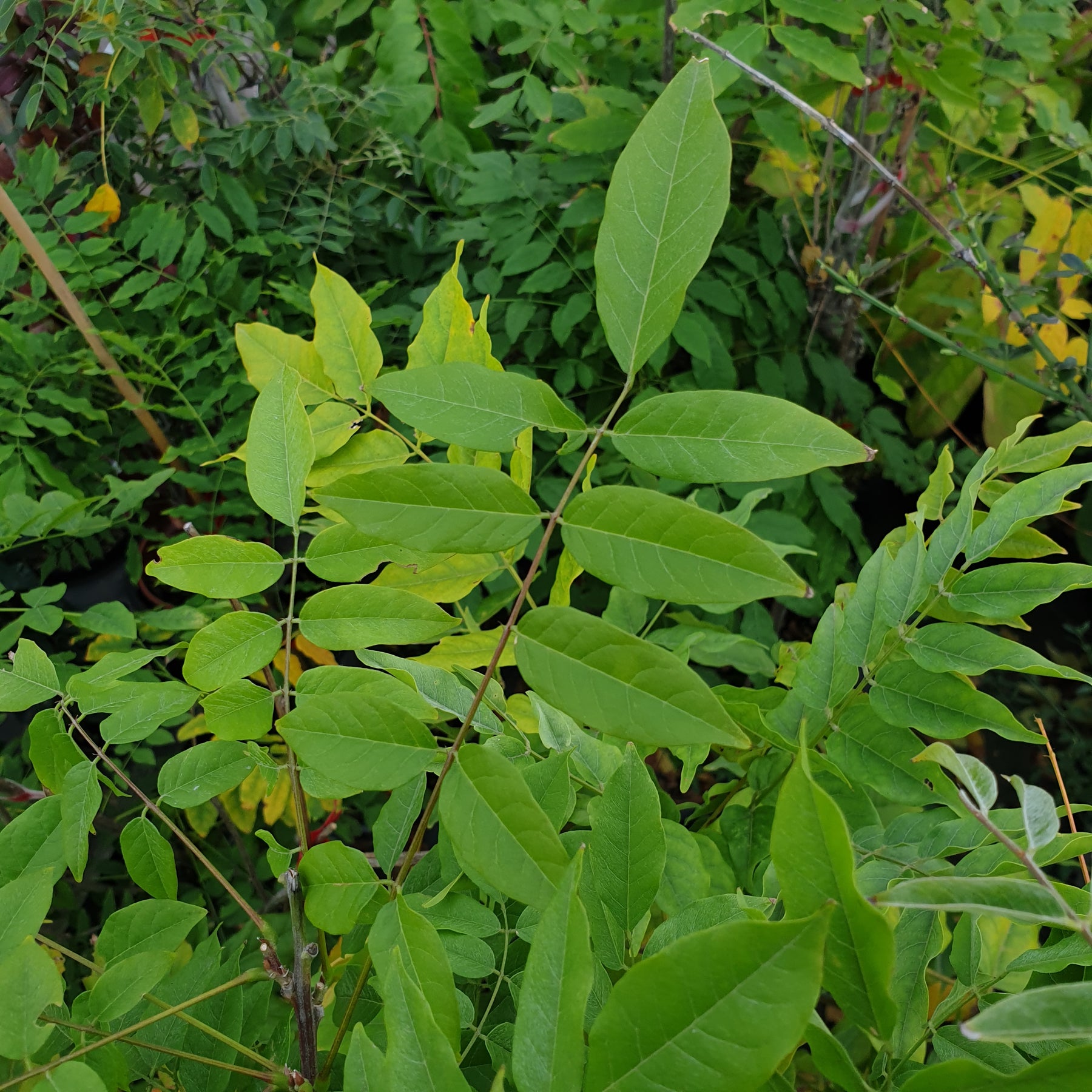 Wisteria Floribunda Alba - Glycine du Japon