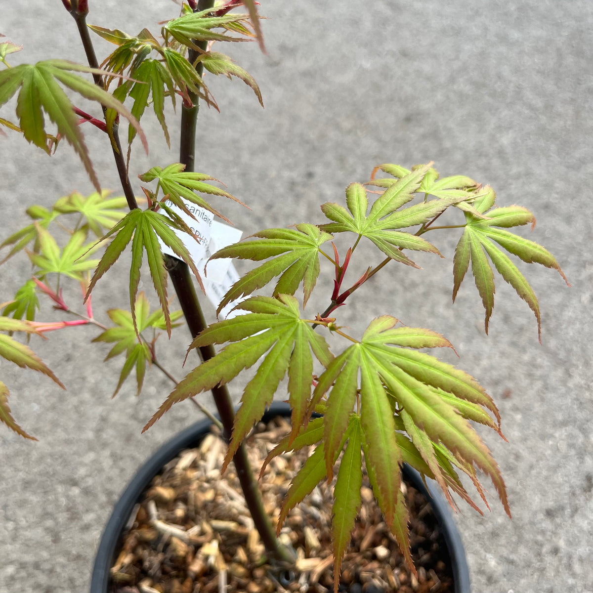 Acer palmatum "Arakawa"