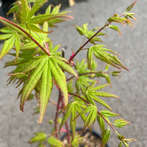 Acer palmatum "Beni Kawa"