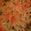 Acer Palmatum SangoKaku - Volume 3L / 40-60cm