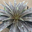 Agave Manfredi Moonglow - Volume 3L / 20-30cm