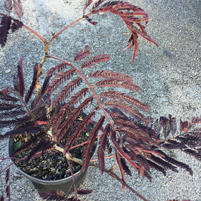 Arbre à Soie - Albizia Julibrissin Summer Chocolate