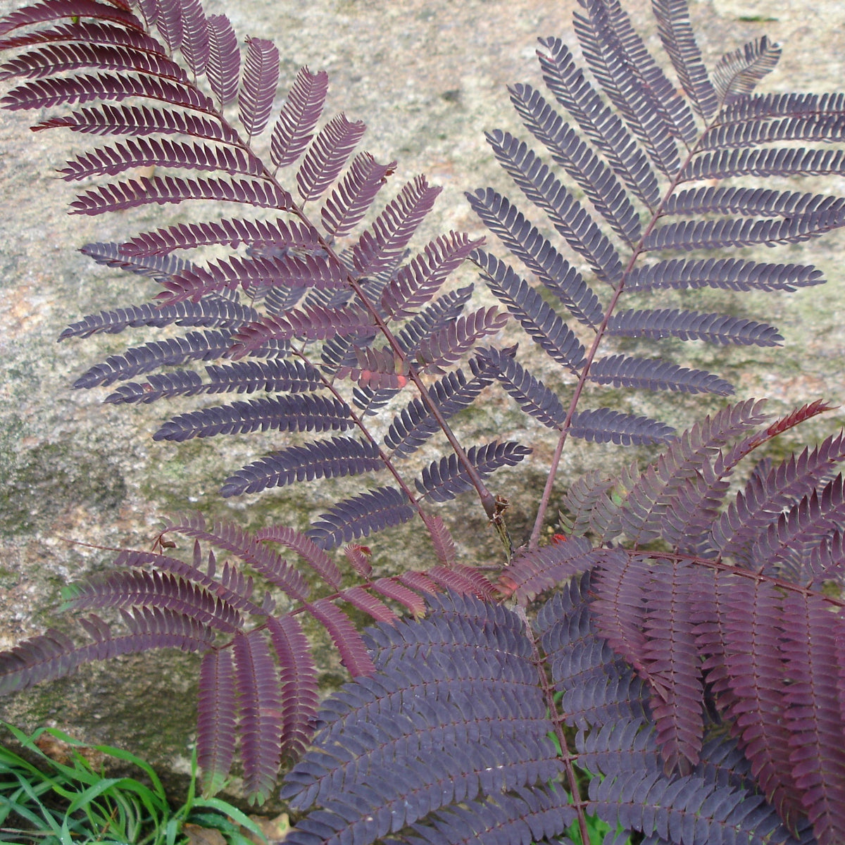 Arbre à Soie - Albizia Julibrissin Summer Chocolate