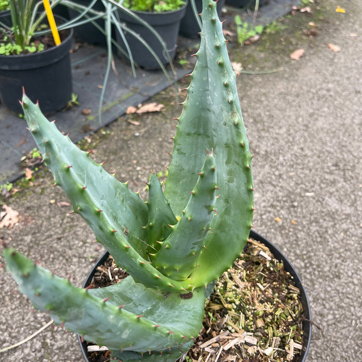 Aloe Ferox