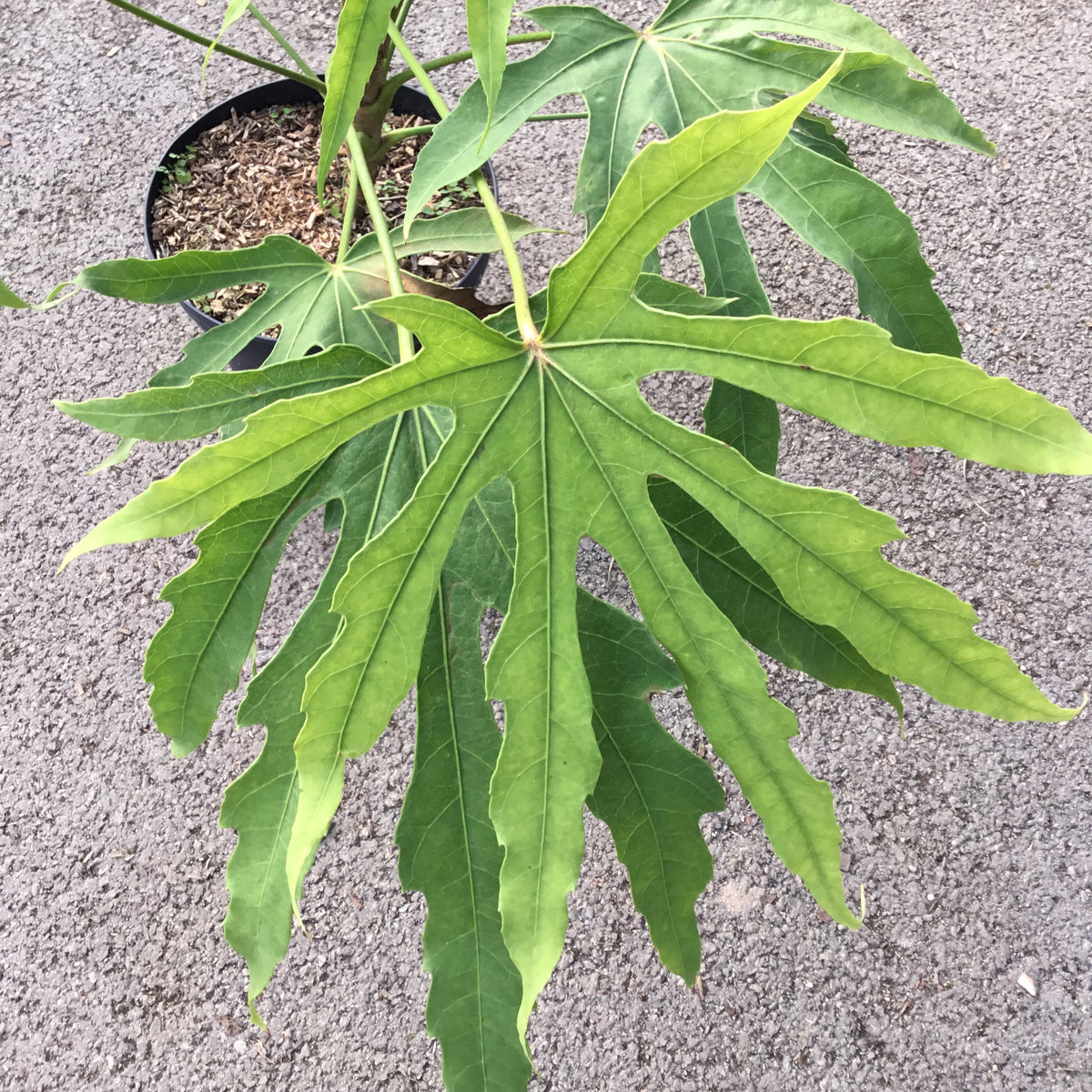 Aralia Polycarpa Green Fingers