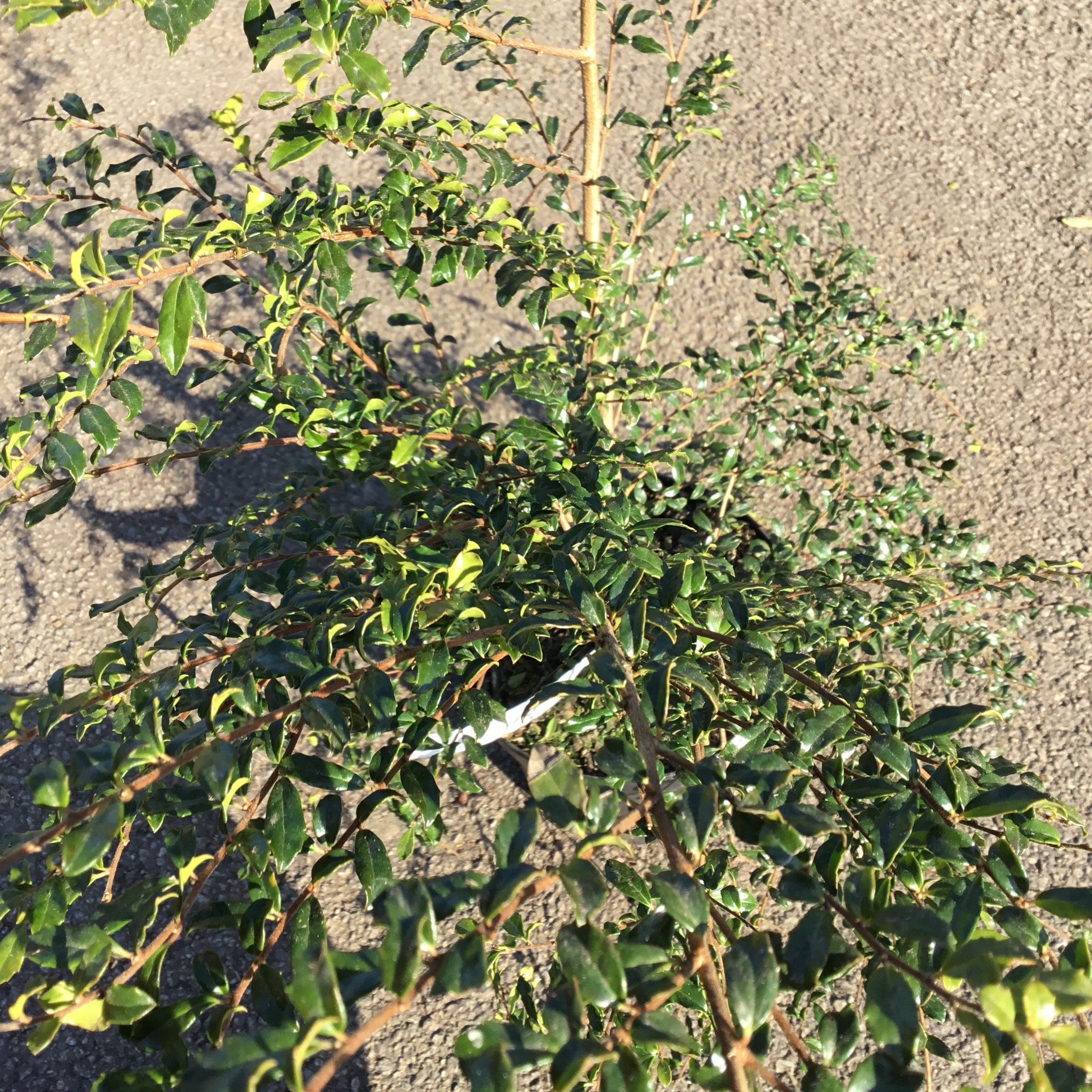 Azara Microphylla - Mimosa du Chili - Volume 4L / 30-40cm