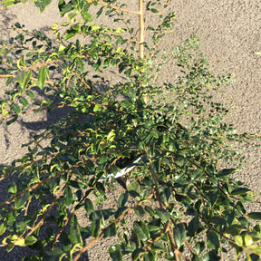 Azara Microphylla - Mimosa du Chili
