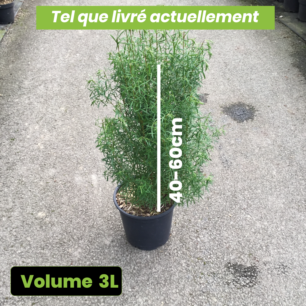 Boronia Heterophylla Rubra - Volume 3L / 40-60cm