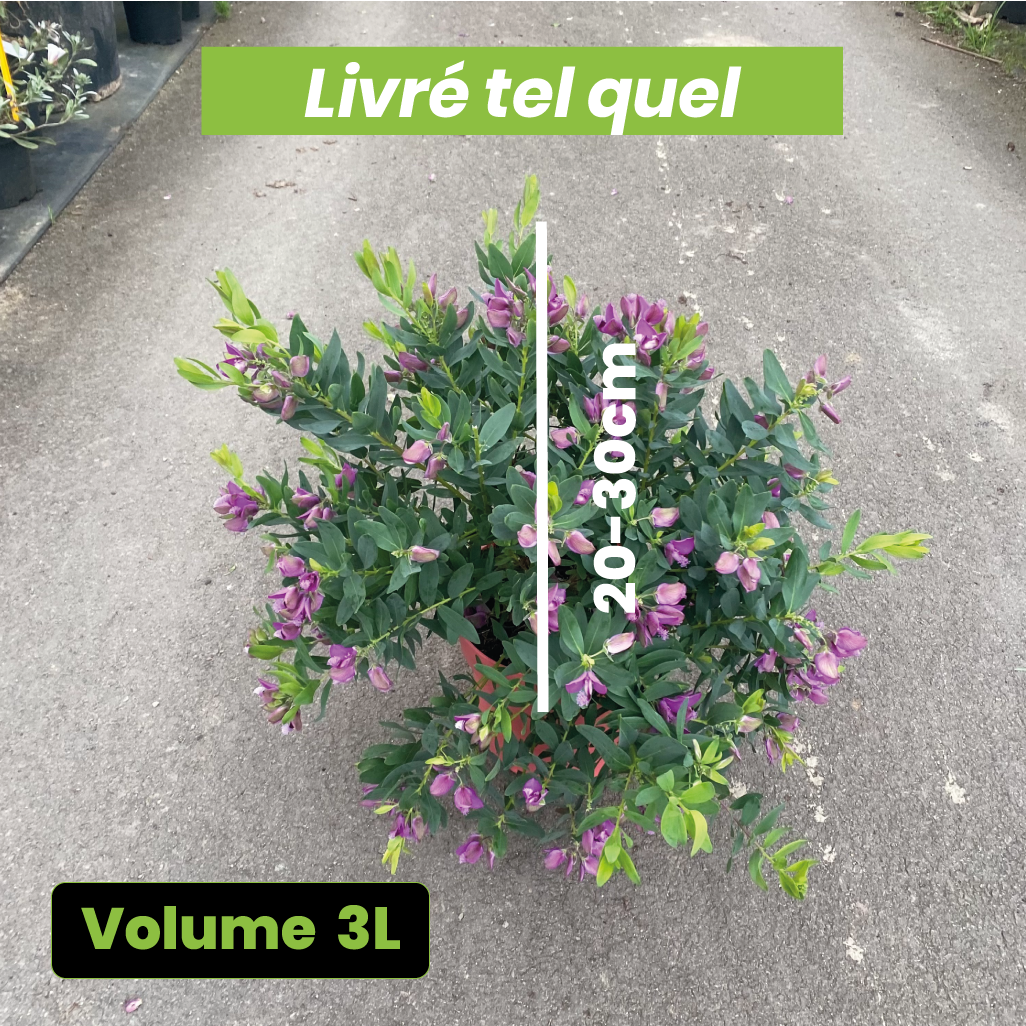 Polygala Myrtifolia - Polygale à feuilles de myrte - Volume 3L / 20-30cm