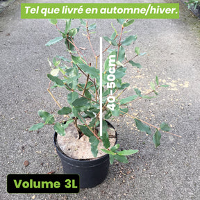 Eucryphia x Intermedia Rostrevor