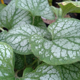Brunnera Jack Frost