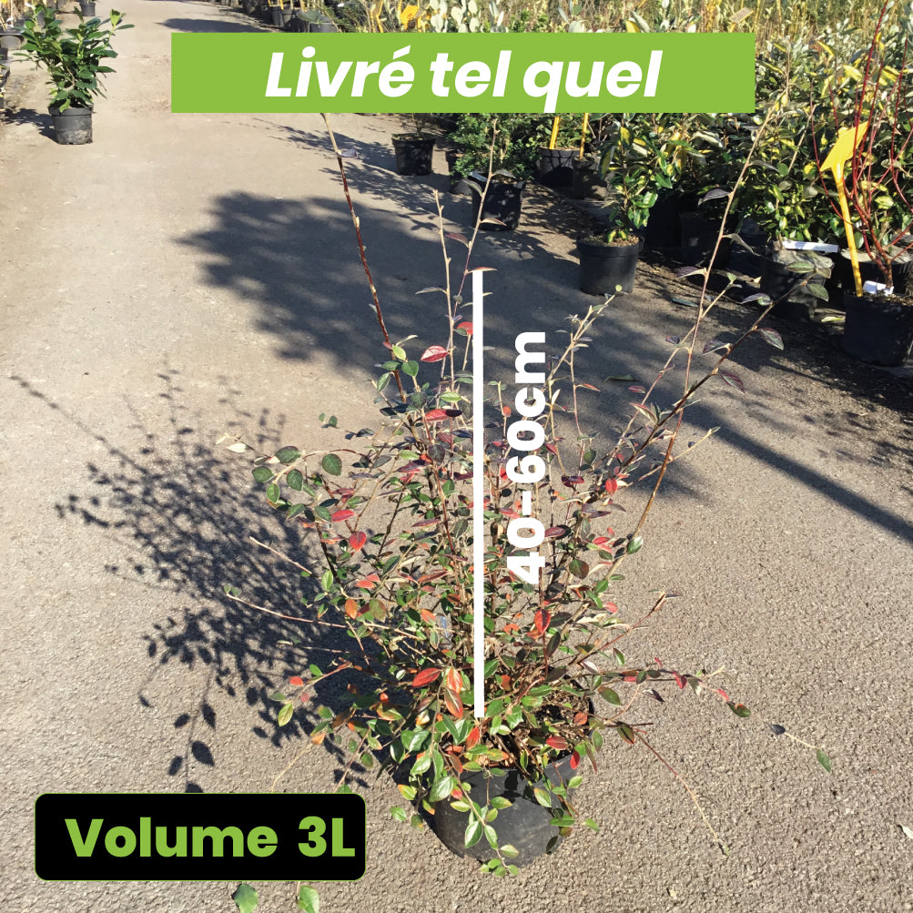 Cotoneaster Franchetii - Cotonéastre de Franchet - Volume 3L / 40-60cm
