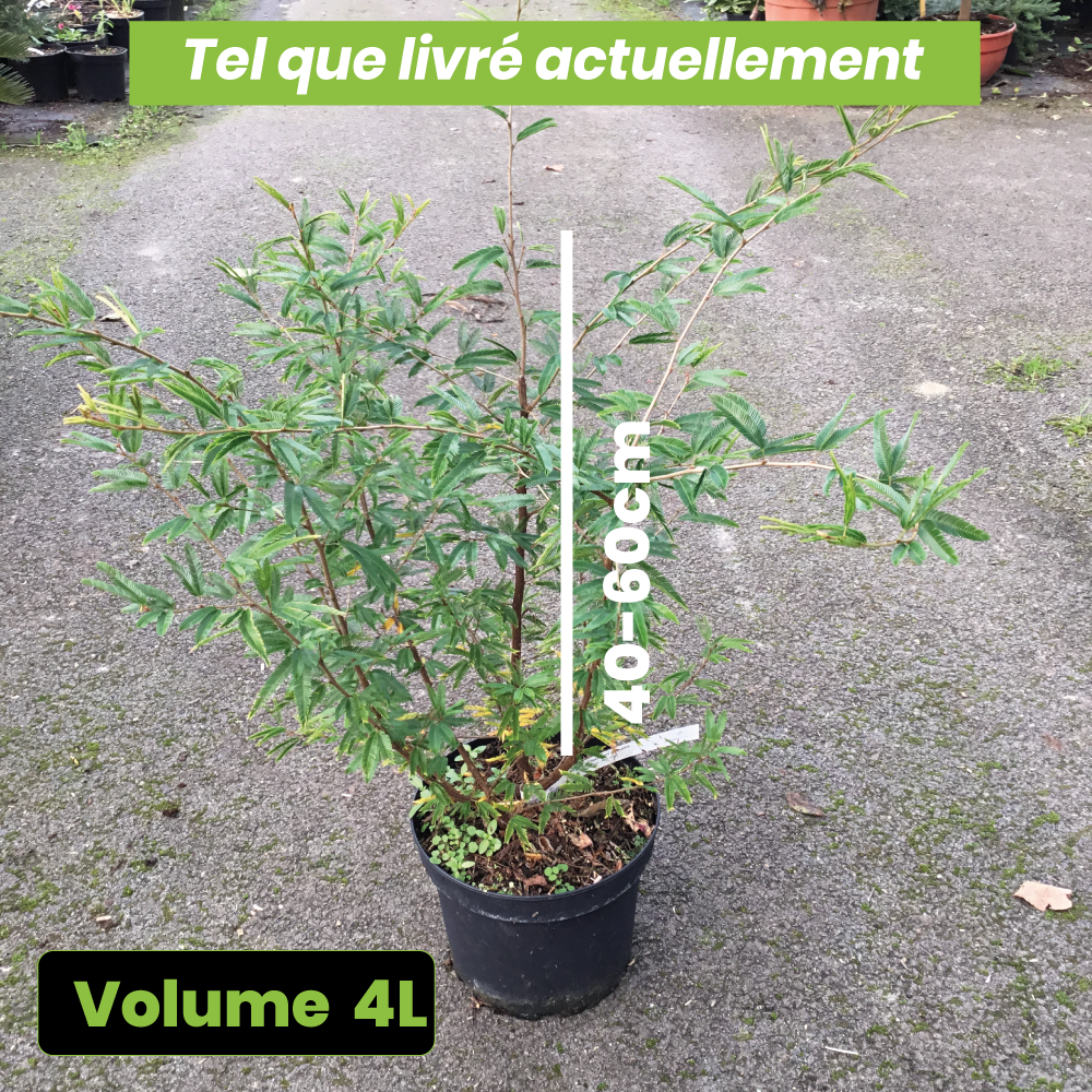 Calliandra Surinamensis Dixie Pink - Arbre aux houpettes - Volume 4L / 40-60cm