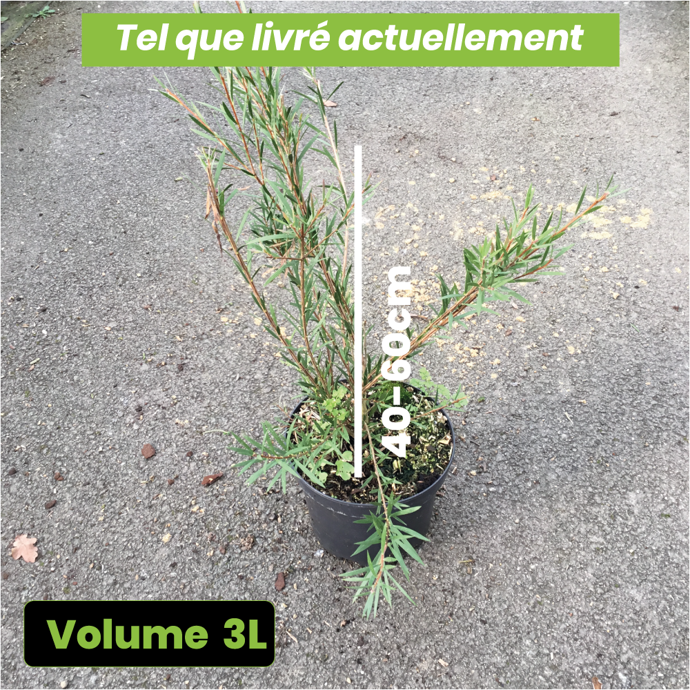 Callistemon Rigidus - Rince-bouteille - Volume 3L / 40-60cm