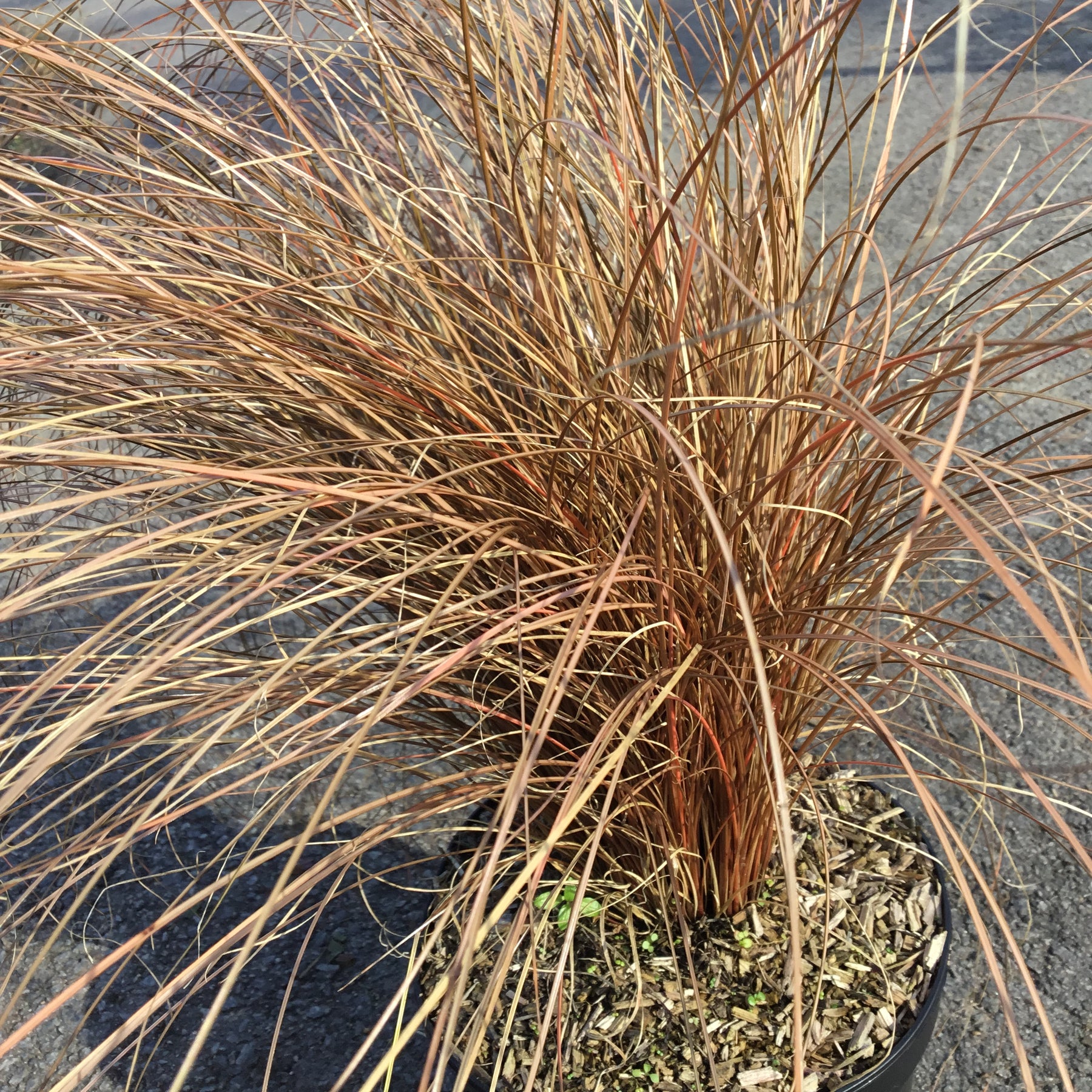 Carex Comans Bronze Form - Laîche de Nouvelle-Zélande