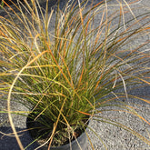 Carex Testacea - Laîche orange