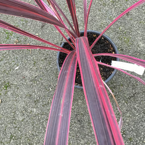 Cordyline Banksii Electric Pink