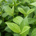 Cornus Stolonifera Flaviramea - Cornouiller à bois jaune - Volume 3L / 40-60cm
