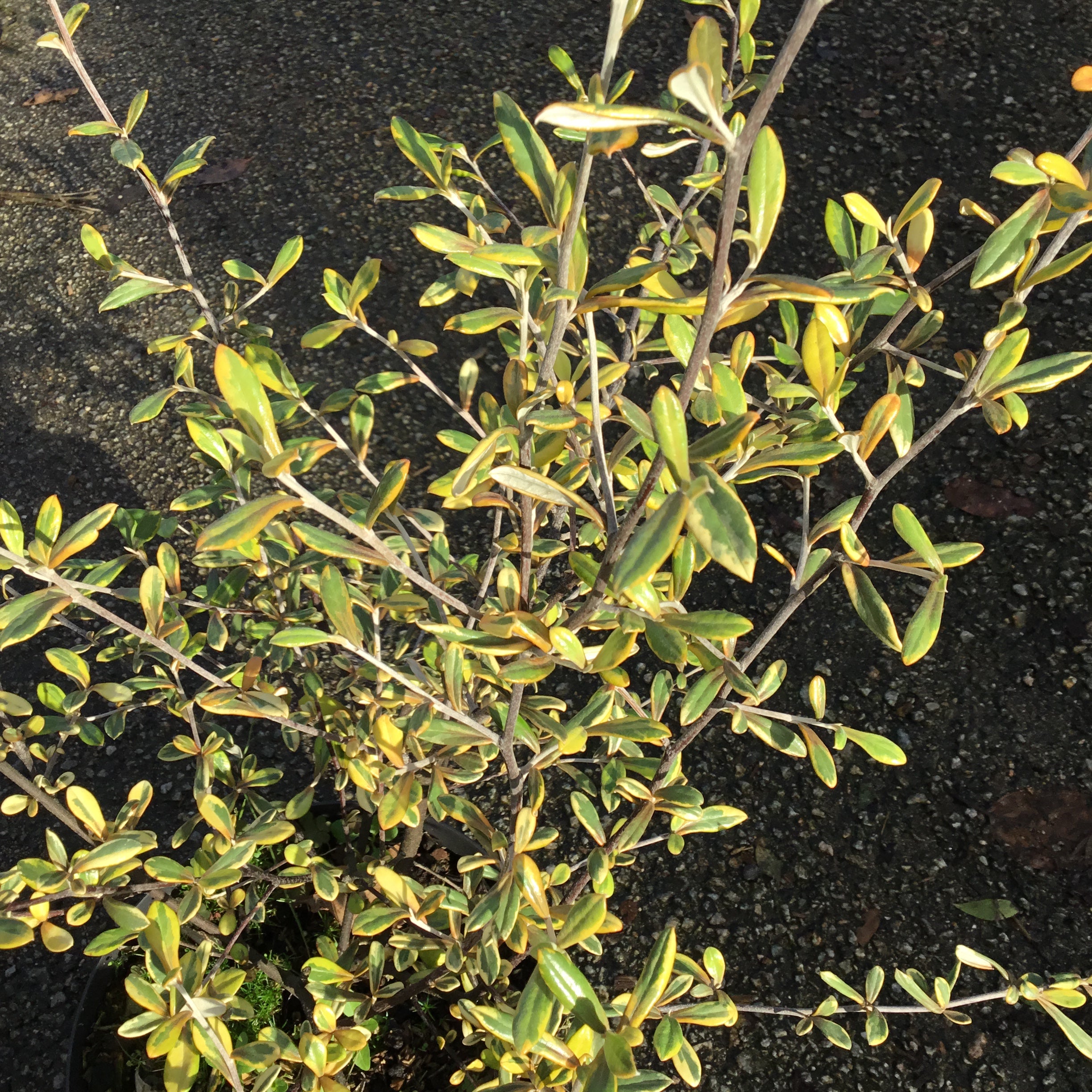 Corokia x Virgata Sunsplash - Volume 3L / 30-50cm