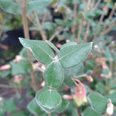 Correa Reflexa