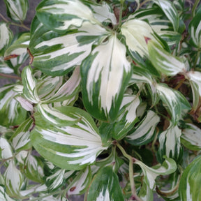 Disporum Cantoniense Moonlight
