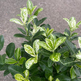 Euonymus Japonicus Pierrolino