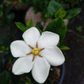 Gardenia Jasminoides Kleim's Hardy - Volume 3L / 30-40cm
