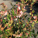 Gaultheria Jingle Bells