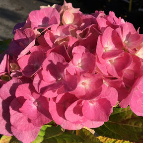 Hydrangea macrophylla Belle de Séduction - Hortensia