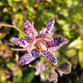 Tricyrtis hirta- Lis Orchidée