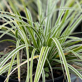 Carex oshimensis everest