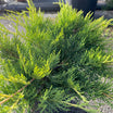 Juniperus media Pfitzeriana Aurea - Volume 3L / 30-40cm