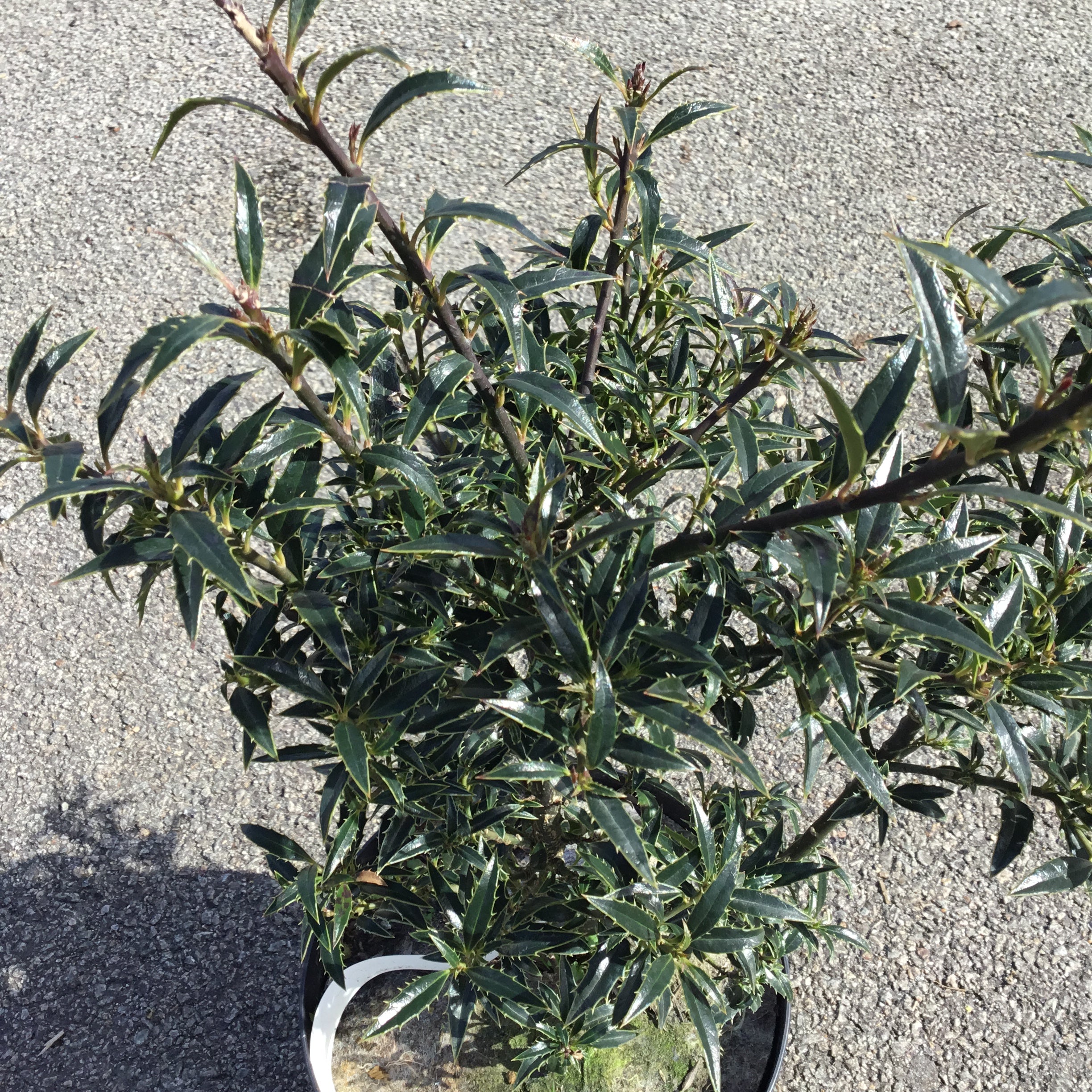 Ilex Aquifolium Myrtifolia - Houx à feuilles de Myrte - Volume 3L / 40-60cm