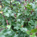 Ilex Meserveae Mondo - Volume 3L / 30-50cm