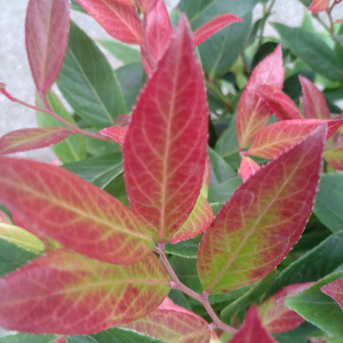 Leucothoe Fantanesiana Red Leaf