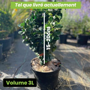 Ligustrum japonicum "coriaceum" blanche