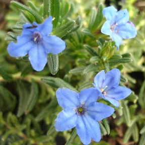 Lithospernum Diffusum Heavenly Blue
