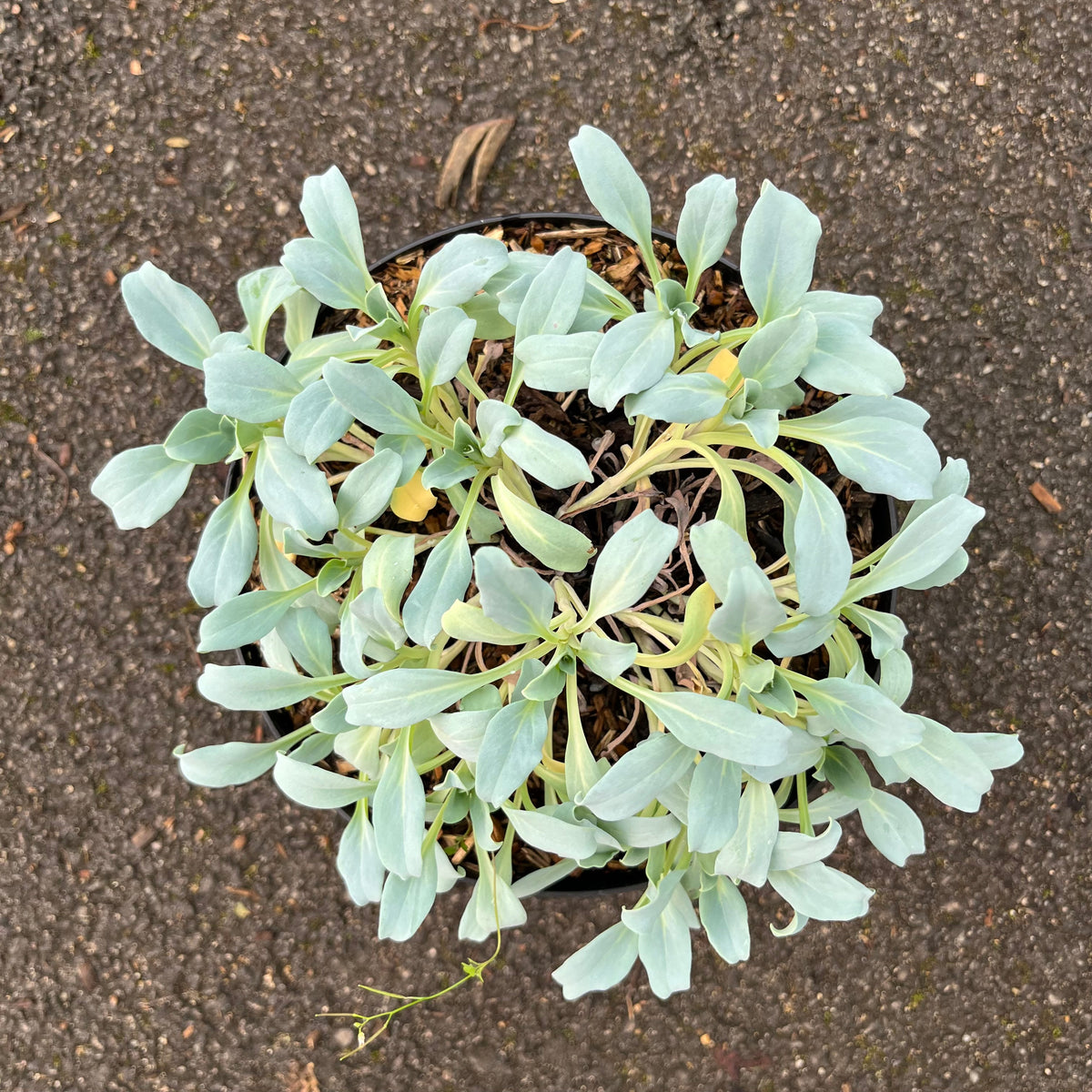 Mertensia Maritima - Huître végétale