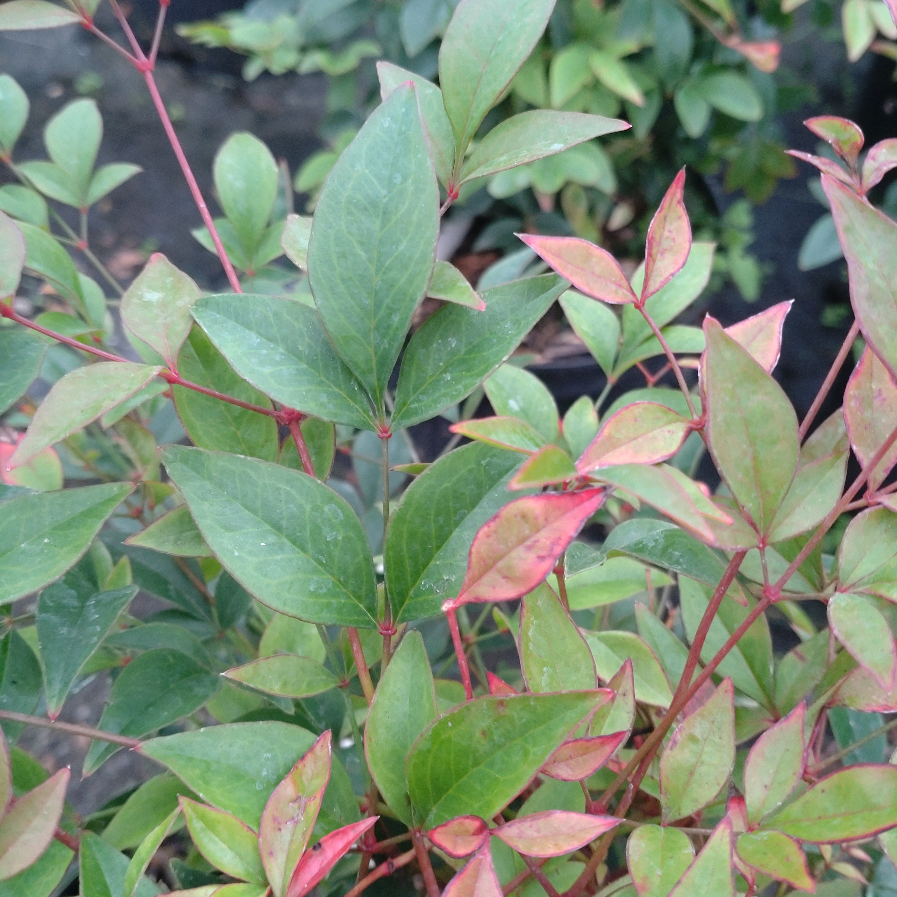 Nandina Domestica Gulf stream - Volume 3L / 40-60cm