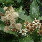 Olearia Macrodonta Major
