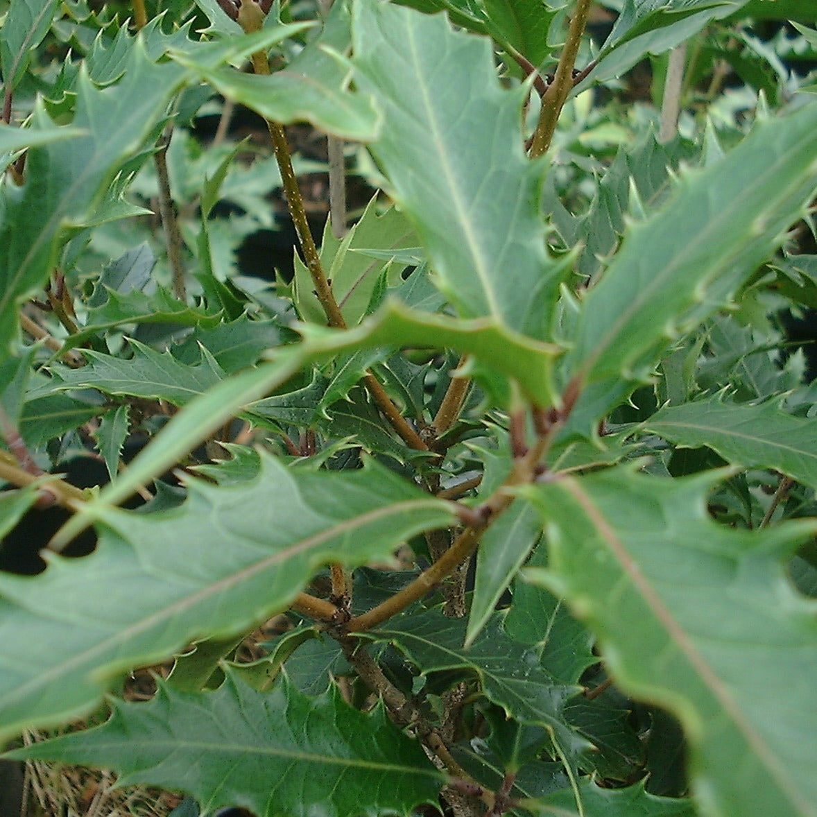 Osmanthus Armatus - Volume 3L / 30-40cm